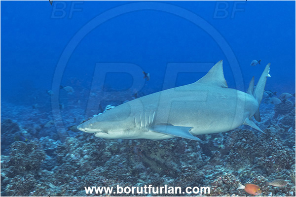 Moorea, Society Islands, French Polynesia, Pacific ocean, Negaprion acutidens, Negaprion, Carcharhinidae, Elasmobranchii, Sicklefin lemon shark, Shark, Fish, Reef