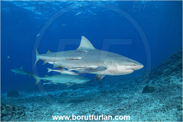 Kuata island, Fiji, Pacific ocean, Carcharhinus leucas, Carcharhinus, Carcharhinidae, Elasmobranchii, Bull Shark, Shark, Echeneis naucrates, Echeneidae, Slender Suckerfish, Suckerfish, Fish