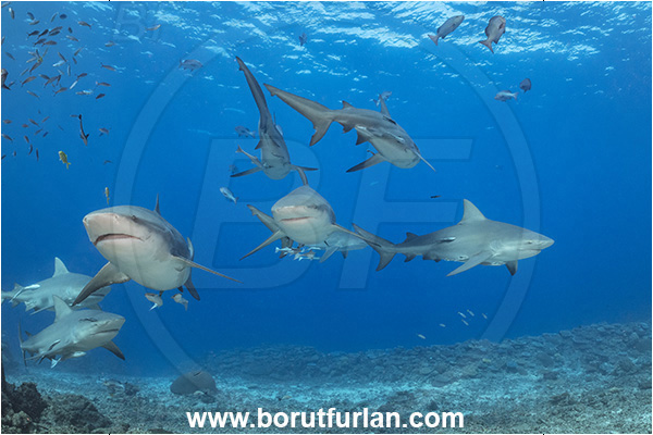 Kuata island, Fiji, Pacific ocean, Carcharhinus leucas, Carcharhinus, Carcharhinidae, Elasmobranchii, Bull Shark, Shark, Fish