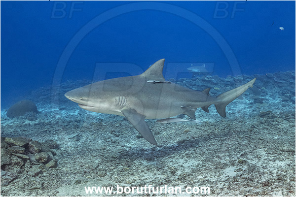 Kuata island, Fiji, Pacific ocean, Carcharhinus leucas, Carcharhinus, Carcharhinidae, Elasmobranchii, Bull Shark, Shark, Fish