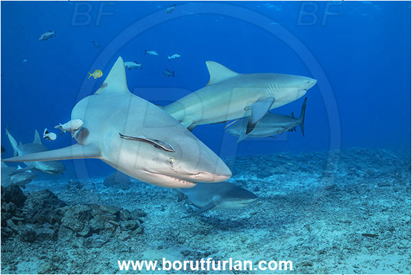 Kuata island, Fiji, Pacific ocean, Carcharhinus leucas, Carcharhinus, Carcharhinidae, Elasmobranchii, Bull Shark, Shark, Echeneis naucrates, Echeneidae, Slender Suckerfish, Suckerfish, Fish