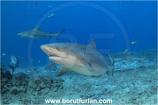 Kuata island, Fiji, Pacific ocean, Carcharhinus leucas, Carcharhinus, Carcharhinidae, Elasmobranchii, Bull Shark, Shark, Fish