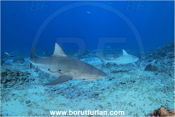 Kuata island, Fiji, Pacific ocean, Carcharhinus leucas, Carcharhinus, Carcharhinidae, Elasmobranchii, Bull Shark, Shark, Fish