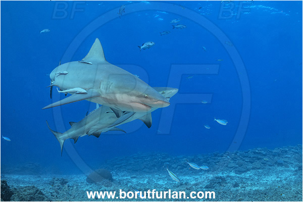 Kuata island, Fiji, Pacific ocean, Carcharhinus leucas, Carcharhinus, Carcharhinidae, Elasmobranchii, Bull Shark, Shark, Echeneis naucrates, Echeneidae, Slender Suckerfish, Suckerfish, Fish