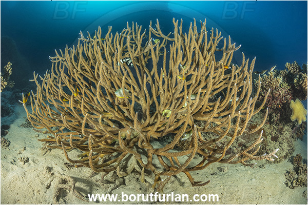 Wayasewa island, Fiji, Pacific ocean, Acropora sp, Acropora, Acroporidae, Shaghorn Coral, Coral, Anthozoa, Cnidaria, Cnidarian, Reef