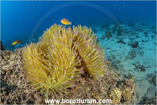 Wayasewa island, Fiji, Pacific ocean, Heteractis magnifica, Heteractis, Stichodactylidae, Magnificent Sea Anemone, Anemone, Anthozoa, Cnidaria, Cnidarian, Reef