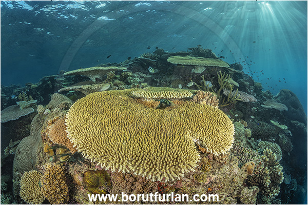 Wayasewa island, Fiji, Pacific ocean, Acropora sp, Acropora, Acroporidae, Table Coral, Coral, Anthozoa, Cnidaria, Cnidarian, Reef