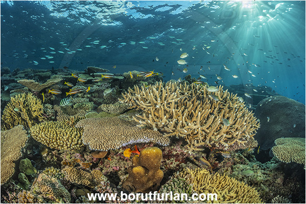 Wayasewa island, Fiji, Pacific ocean, Acropora sp, Acropora, Acroporidae, Coral, Anthozoa, Cnidaria, Cnidarian, Reef
