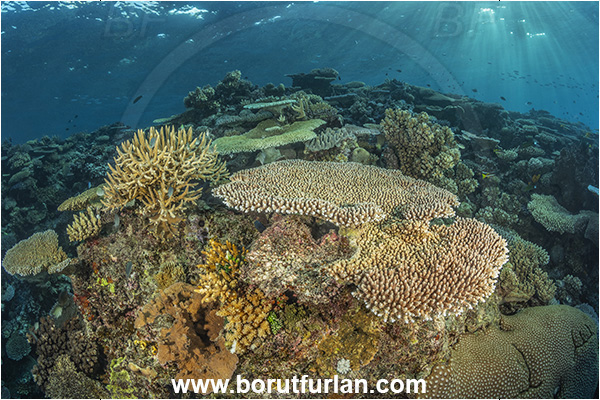 Wayasewa island, Fiji, Pacific ocean, Acropora sp, Acropora, Acroporidae, Table Coral, Coral, Anthozoa, Cnidaria, Cnidarian, Reef