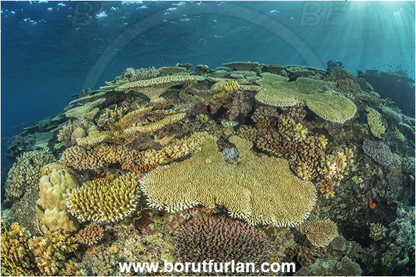 Wayasewa island, Fiji, Pacific ocean, Acropora sp, Acropora, Acroporidae, Table Coral, Coral, Anthozoa, Cnidaria, Cnidarian, Reef