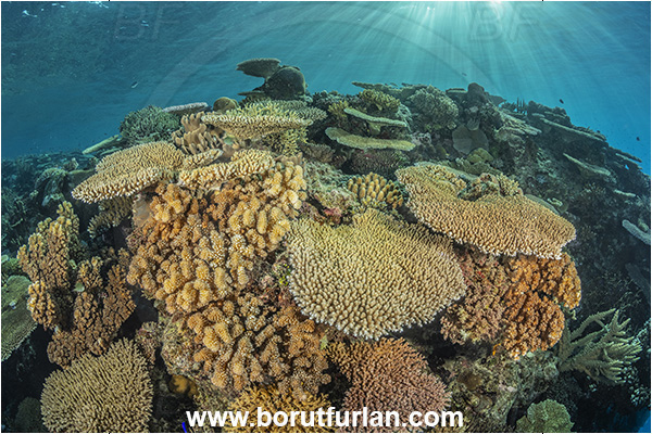 Wayasewa island, Fiji, Pacific ocean, Acropora sp, Acropora, Acroporidae, Table Coral, Coral, Anthozoa, Cnidaria, Cnidarian, Reef