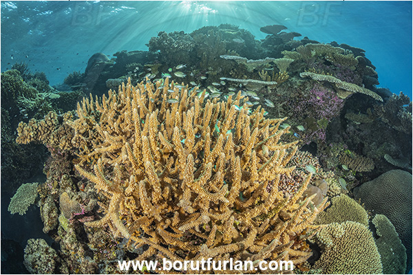 Wayasewa island, Fiji, Pacific ocean, Acropora sp, Acropora, Acroporidae, Coral, Anthozoa, Cnidaria, Cnidarian, Reef