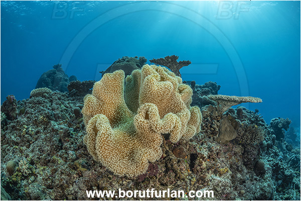 Kuata island, Fiji, Pacific ocean, Sarcophyton sp., Sarcophyton, Alcyoniidae, Anthozoa, Cnidaria, Cnidarian, Mushroom Leather Coral, Leather Coral, Coral, Reef