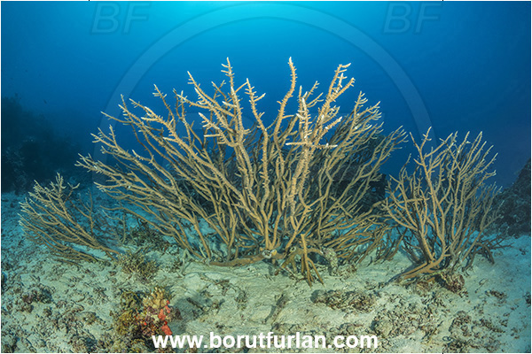 Kuata island, Fiji, Pacific ocean, Acropora sp, Acropora, Acroporidae, Shaghorn Coral, Coral, Anthozoa, Cnidaria, Cnidarian, Reef
