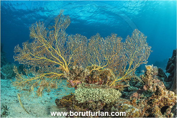 Kuata island, Fiji, Pacific ocean, Melithaea sp., Melithaea, Melithaeidae, Sea fan, Coral, Cnidaria, Cnidarian, Reef