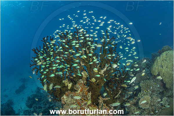 Kuata island, Fiji, Pacific ocean, Tubastraea micrantha, Tubastraea, Dendrophylliidae, Black sun coral, Coral, Anthozoa, Cnidaria, Cnidarian, Reef, Chromis viridis, Chromis, Pomacentridae, Blue-green chromis, Fish, Fish school