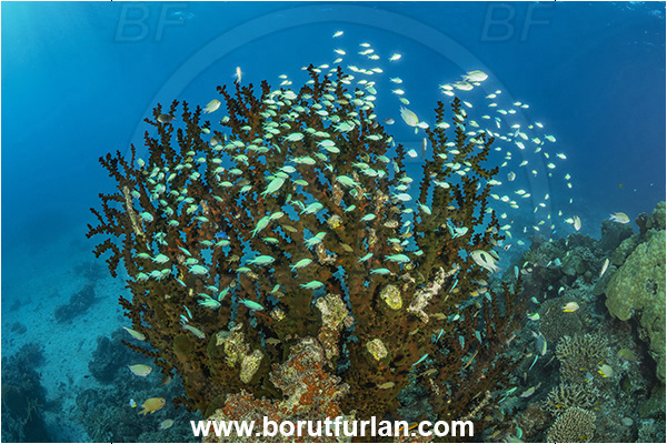 Kuata island, Fiji, Pacific ocean, Tubastraea micrantha, Tubastraea, Dendrophylliidae, Black sun coral, Coral, Anthozoa, Cnidaria, Cnidarian, Reef, Chromis viridis, Chromis, Pomacentridae, Blue-green chromis, Fish, Fish school