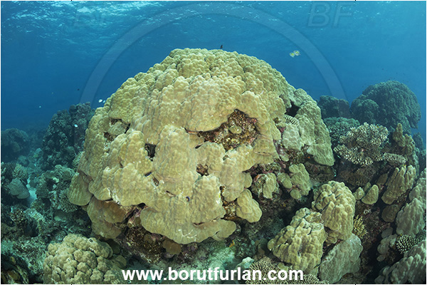 Kuata island, Fiji, Pacific ocean, Porites lutea, Porites, Poritidae, Hard coral, Mountain coral, Coral, Anthozoa, Cnidaria, Cnidarian, Reef