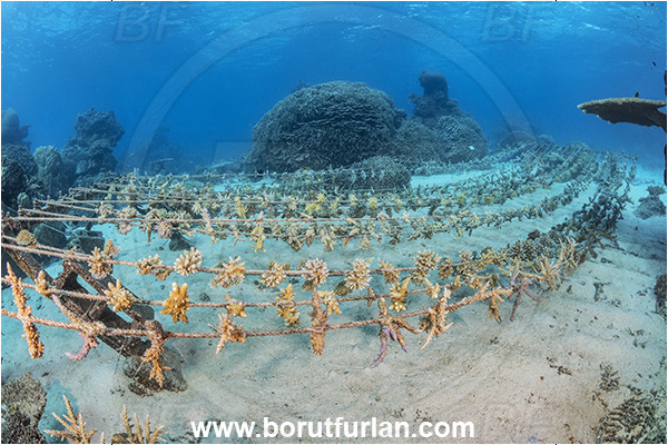 Kuata island, Fiji, Pacific ocean, Stone coral, Coral, Cnidaria, Cnidarian, Reef, Coral farming, Coral gardening
