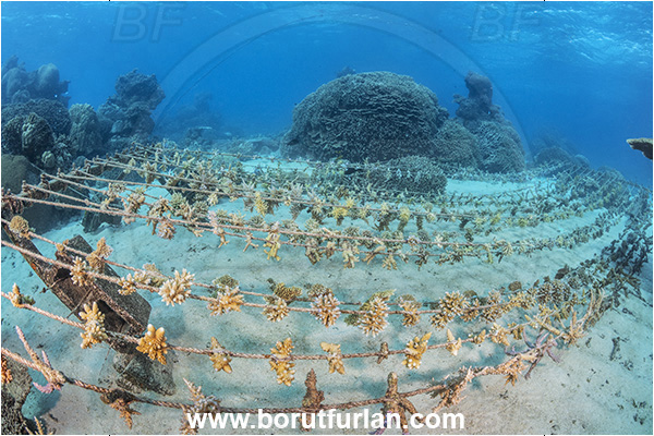 Kuata island, Fiji, Pacific ocean, Stone coral, Coral, Cnidaria, Cnidarian, Reef, Coral farming, Coral gardening