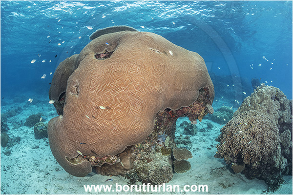 Kuata island, Fiji, Pacific ocean, Diploastrea heliopora, Diploastrea, Diploastreidae, Honeycomb coral, Coral, Anthozoa, Cnidaria, Cnidarian, Reef