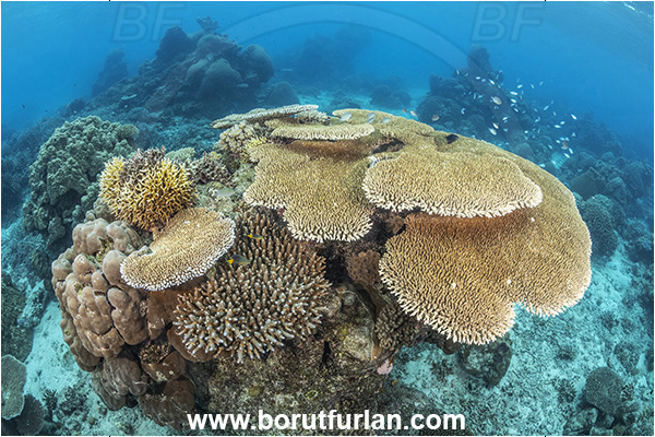 Kuata island, Fiji, Pacific ocean, Acropora sp, Acropora, Acroporidae, Table Coral, Coral, Anthozoa, Cnidaria, Cnidarian, Reef