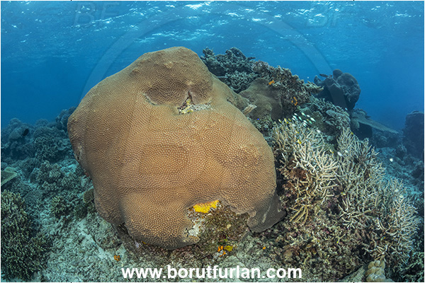 Kuata island, Fiji, Pacific ocean, Diploastrea heliopora, Diploastrea, Diploastreidae, Honeycomb coral, Coral, Anthozoa, Cnidaria, Cnidarian, Reef