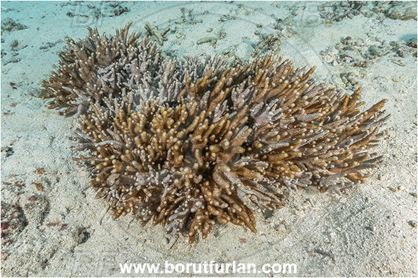 Kuata island, Fiji, Pacific ocean, Cladiella sp., Cladiella, Cladiellidae, Finger leather coral, Leather coral, Coral, Anthozoa, Cnidaria, Cnidarian, Reef