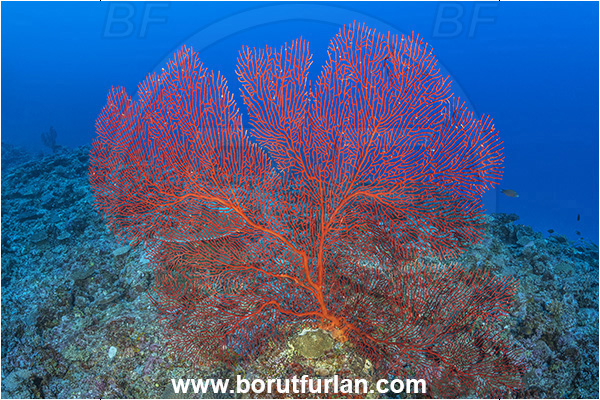Waya island, Fiji, Pacific ocean, Melithaea sp., Melithaea, Melithaeidae, Sea fan, Coral, Cnidaria, Cnidarian, Reef