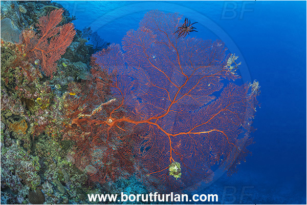 Waya island, Fiji, Pacific ocean, Melithaea sp., Melithaea, Melithaeidae, Sea fan, Coral, Cnidaria, Cnidarian, Reef