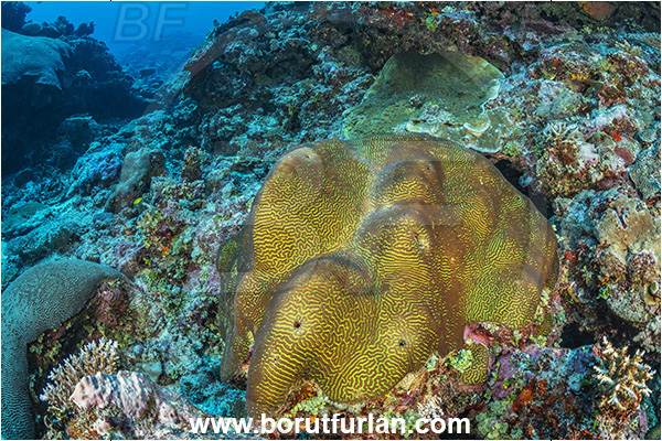 Waya island, Fiji, Pacific ocean, Platygyra sp., Platygyra, Meandrinidae, Brain coral, Coral, Hard coral, Cnidaria, Cnidarian, Reef