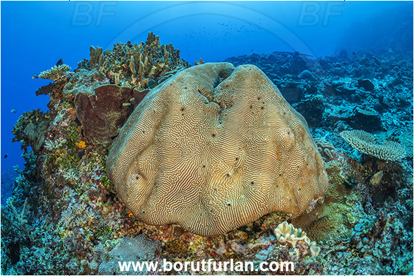 Waya island, Fiji, Pacific ocean, Platygyra sp., Platygyra, Meandrinidae, Brain coral, Coral, Hard coral, Cnidaria, Cnidarian, Reef