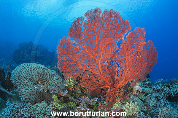 Waya island, Fiji, Pacific ocean, Melithaea sp., Melithaea, Melithaeidae, Sea fan, Coral, Cnidaria, Cnidarian, Reef