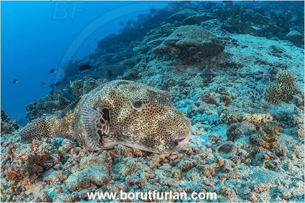 Kuata island, Fiji, Pacific ocean, Arothron stellatus, Arothron, Tetraodontidae, Stellate puffer, Puffer, Fish, Reef