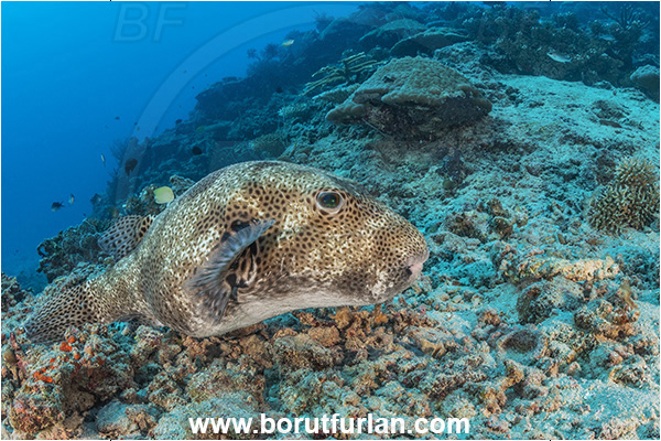 Kuata island, Fiji, Pacific ocean, Arothron stellatus, Arothron, Tetraodontidae, Stellate puffer, Puffer, Fish, Reef