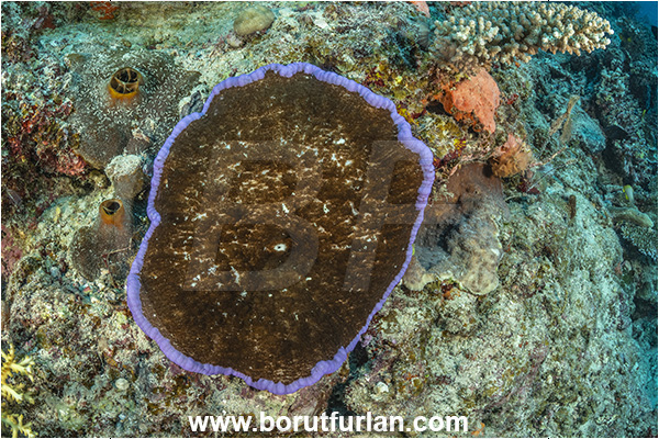 Kuata island, Fiji, Pacific ocean, Cryptodendrum adhaesivum, Adhesive Sea Anemone, Anemone, Anthozoa, Cnidaria, Cnidarian