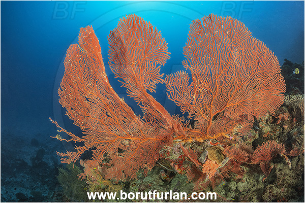 Kuata island, Fiji, Pacific ocean, Melithaea sp., Melithaea, Melithaeidae, Sea fan, Coral, Cnidaria, Cnidarian, Reef