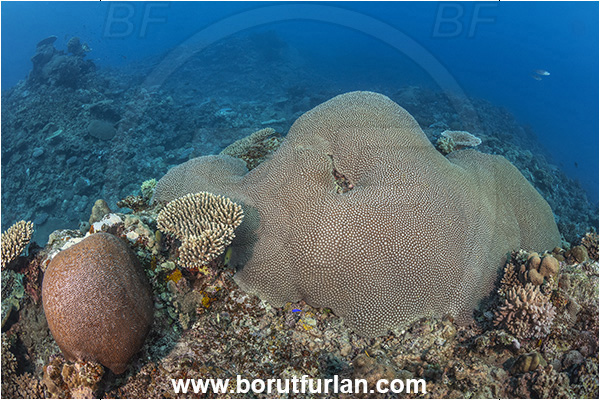 Kuata island, Fiji, Pacific ocean, Diploastrea heliopora, Diploastrea, Diploastreidae, Honeycomb coral, Coral, Anthozoa, Cnidaria, Cnidarian, Reef