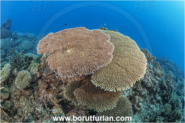 Kuata island, Fiji, Pacific ocean, Acropora sp, Acropora, Acroporidae, Table Coral, Coral, Anthozoa, Cnidaria, Cnidarian, Reef