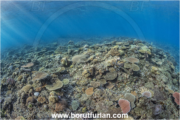 Kuata island, Fiji, Pacific ocean, Stone coral, Coral, Cnidaria, Cnidarian, Reef