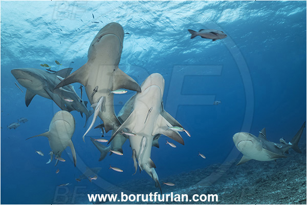 Kuata island, Fiji, Pacific ocean, Carcharhinus leucas, Carcharhinus, Carcharhinidae, Elasmobranchii, Bull Shark, Shark, Fish