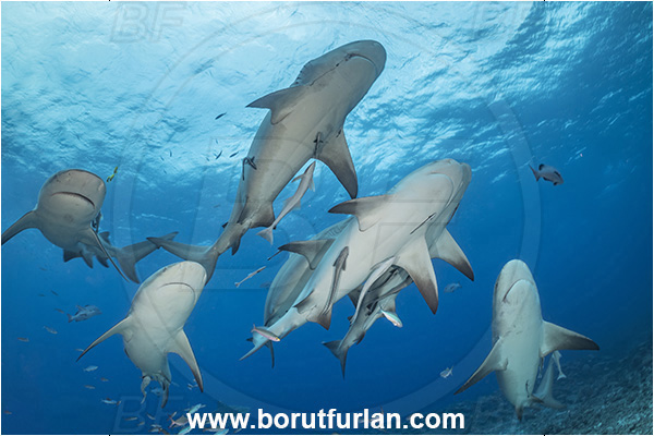 Kuata island, Fiji, Pacific ocean, Carcharhinus leucas, Carcharhinus, Carcharhinidae, Elasmobranchii, Bull Shark, Shark, Echeneis naucrates, Echeneidae, Slender Suckerfish, Suckerfish, Fish