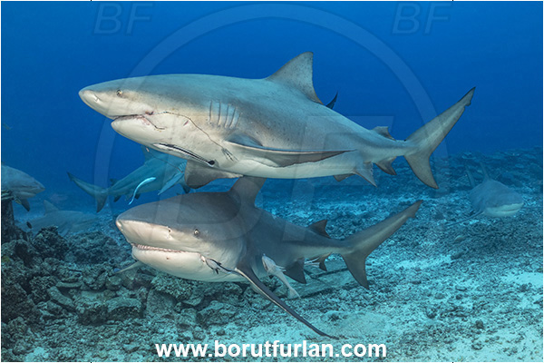 Kuata island, Fiji, Pacific ocean, Carcharhinus leucas, Carcharhinus, Carcharhinidae, Elasmobranchii, Bull Shark, Shark, Fish