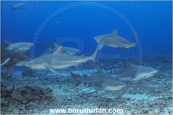 Kuata island, Fiji, Pacific ocean, Carcharhinus leucas, Carcharhinus, Carcharhinidae, Elasmobranchii, Bull Shark, Shark, Fish