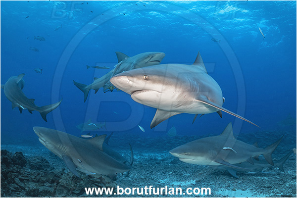 Kuata island, Fiji, Pacific ocean, Carcharhinus leucas, Carcharhinus, Carcharhinidae, Elasmobranchii, Bull Shark, Shark, Fish