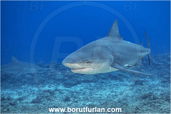 Kuata island, Fiji, Pacific ocean, Carcharhinus leucas, Carcharhinus, Carcharhinidae, Elasmobranchii, Bull Shark, Shark, Fish