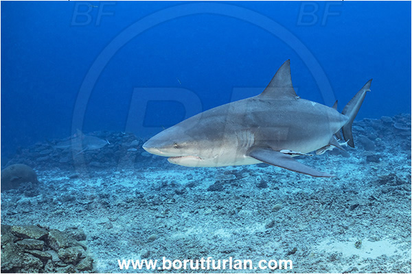 Kuata island, Fiji, Pacific ocean, Carcharhinus leucas, Carcharhinus, Carcharhinidae, Elasmobranchii, Bull Shark, Shark, Fish
