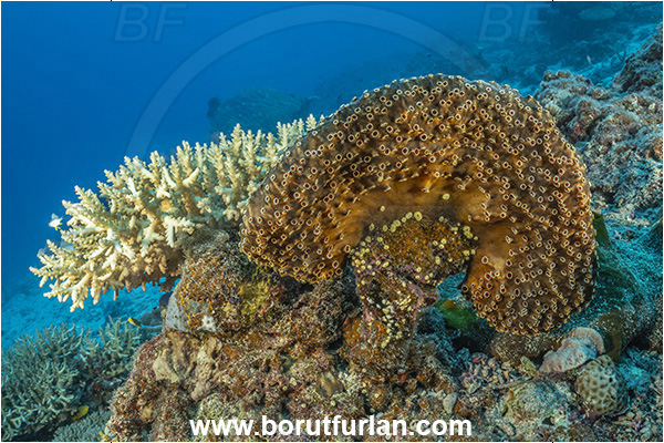 Kuata island, Fiji, Pacific ocean, Polyandrocarpa polypora, Polyandrocarpa, Styelidae, Fijian stalked ascidian, Stalked sea squirts, Tunicata, Tunicate, Sea squirt