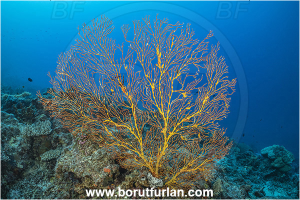 Kuata island, Fiji, Pacific ocean, Melithaea sp., Melithaea, Melithaeidae, Sea fan, Coral, Cnidaria, Cnidarian, Reef