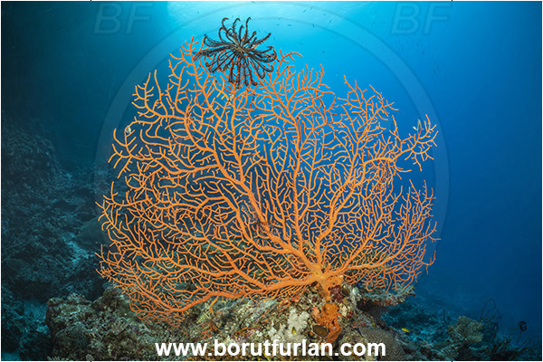 Kuata island, Fiji, Pacific ocean, Melithaea sp., Melithaea, Melithaeidae, Sea fan, Coral, Cnidaria, Cnidarian, Reef